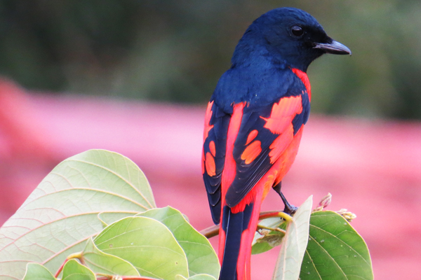 Birding from Chhahari